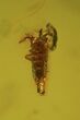 Detailed Fossil Springtail (Collembola) In Baltic Amber #50561-2